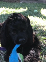 Cocker Spaniel Dogs for adoption in Helotes, TX, USA