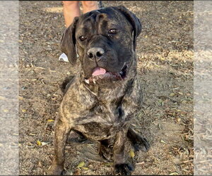 Mutt Dogs for adoption in Goodyear, AZ, USA
