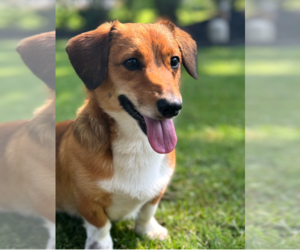 Dachshund Dogs for adoption in Sioux Falls, SD, USA