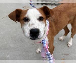 Mutt Dogs for adoption in Tulsa, OK, USA