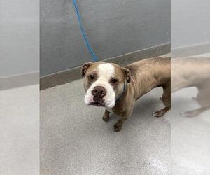 American Pit Bull Terrier-Unknown Mix Dogs for adoption in Las Vegas, NV, USA