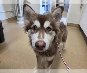 Siberian Husky Dogs for adoption in San Clemente, CA, USA