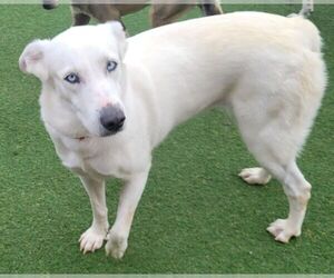 Huskies -Unknown Mix Dogs for adoption in Carrollton, TX, USA