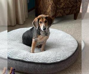 Beagle Dogs for adoption in Madison, WI, USA