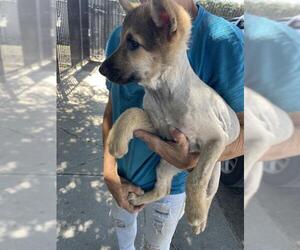 Mutt Dogs for adoption in Stockton, CA, USA