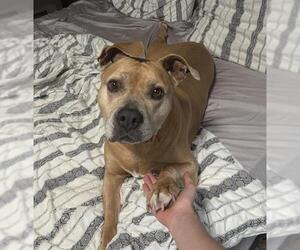 American Bulldog-Unknown Mix Dogs for adoption in Denver, CO, USA