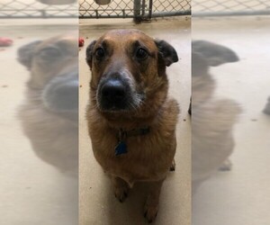 Red Heeler-Unknown Mix Dogs for adoption in Canon City, CO, USA