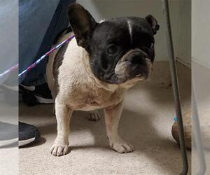 French Bulldog Dogs for adoption in Bakersfield, CA, USA