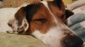 Medium Photo #1 Beagle-Unknown Mix Puppy For Sale in Durham, NC, USA