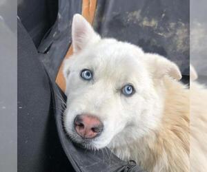 Siberian Husky-Unknown Mix Dogs for adoption in Brights Grove, Ontario, Canada