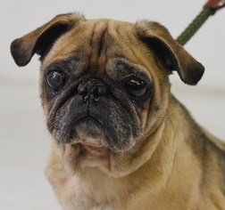 Pug Dogs for adoption in Minneapolis, MN, USA
