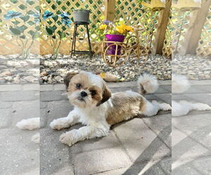 Shih Tzu Dogs for adoption in St. Louis Park, MN, USA