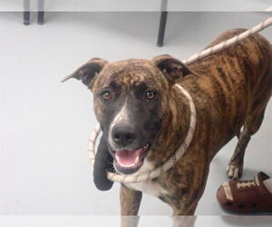 German Shepherd Dog-Unknown Mix Dogs for adoption in St. Cloud, FL, USA