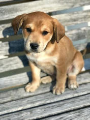 Mutt Dogs for adoption in Horn Lake, MS, USA