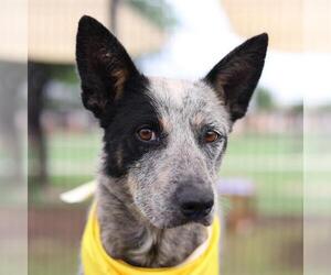 Mutt Dogs for adoption in San Antonio, TX, USA