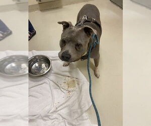 American Pit Bull Terrier Dogs for adoption in Fremont, CA, USA