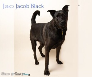 Mutt Dogs for adoption in Fairhope, AL, USA