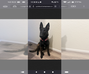 Mutt Dogs for adoption in Imlay City, MI, USA