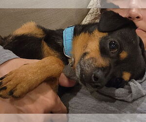 Chiweenie Dogs for adoption in Holly Springs, NC, USA
