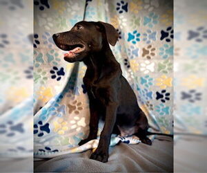 Medium Photo #4 Labrador Retriever-Unknown Mix Puppy For Sale in Pleasanton, TX, USA