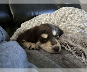 Dachshund-Siberian Husky Mix Dogs for adoption in Aurora, IN, USA