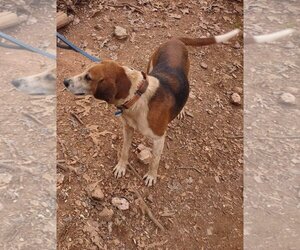 Mutt Dogs for adoption in Rustburg, VA, USA