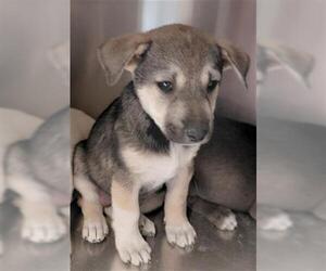 Shepradors Dogs for adoption in Houston, TX, USA