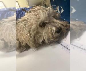 Maltese-Unknown Mix Dogs for adoption in HESPERIA, CA, USA