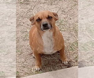 Chihuahua-Unknown Mix Dogs for adoption in San Antonio, TX, USA
