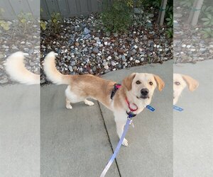Golden Labrador Dogs for adoption in Davis, CA, USA