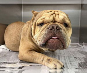 French Bulldog-Unknown Mix Dogs for adoption in New York, NY, USA