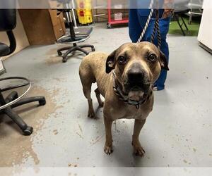 Catahoula Leopard Dog-Chinese Shar-Pei Mix Dogs for adoption in Ocala, FL, USA