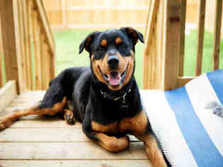 Rottweiler Dogs for adoption in Grasswood, Saskatchewan, Canada