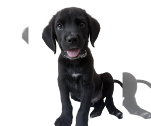 Labrador Retriever-Unknown Mix Dogs for adoption in Rockville, MD, USA