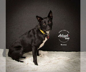 Mutt Dogs for adoption in Salt Lake City, UT, USA