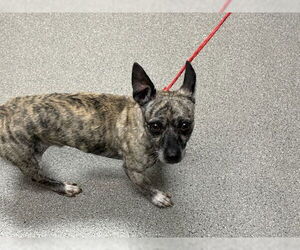 Chihuahua-Unknown Mix Dogs for adoption in Las Vegas, NV, USA