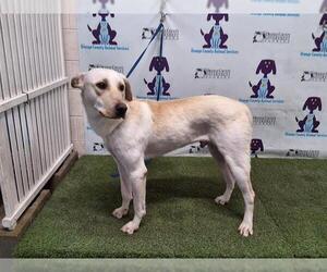 Labrador Retriever-Unknown Mix Dogs for adoption in Orlando, FL, USA