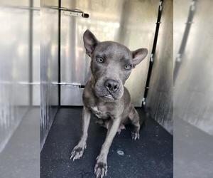 American Staffordshire Terrier-Unknown Mix Dogs for adoption in San Antonio, TX, USA