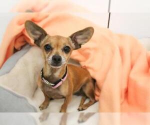 Chihuahua Dogs for adoption in Grasswood, Saskatchewan, Canada