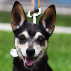 Chihuahua-Toy Fox Terrier Mix Dogs for adoption in Huntley, IL, USA