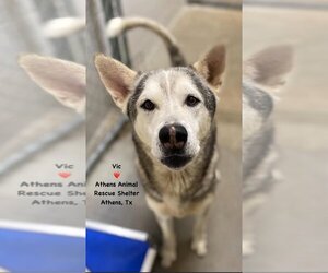 - Mix Dogs for adoption in Athens, TX, USA