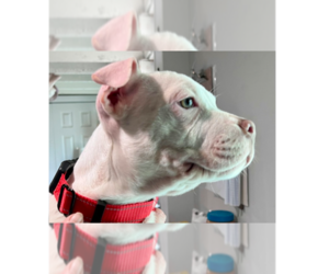 American Staffordshire Terrier-Labrador Retriever Mix Dogs for adoption in Brewster, NY, USA