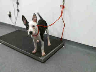 American Boston Bull Terrier Dogs for adoption in Tulsa, OK, USA