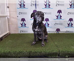 Mutt Dogs for adoption in Orlando, FL, USA