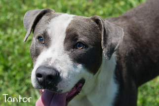 American Pit Bull Terrier Dogs for adoption in Livingston , LA, USA