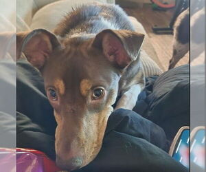 Australian Kelpie-Unknown Mix Dogs for adoption in Las Vegas, NV, USA