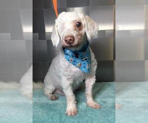 Bichon Frise Dogs for adoption in Pawtucket, TX, USA