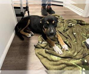 Beagle-German Shepherd Dog Mix Dogs for adoption in Grand Prairie, TX, USA