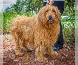 Briard Dogs for adoption in Bonita Springs, FL, USA