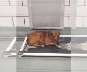 Rhodesian Ridgeback-Unknown Mix Dogs for adoption in Baytown, TX, USA